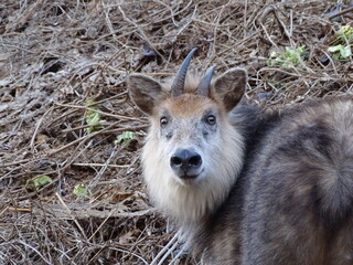 二ホンカモシカ