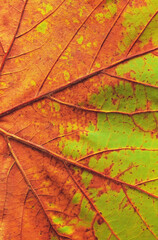 Colourful close-up of veins of an ageing maple leaf
