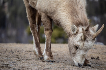 Goat in the mountain
