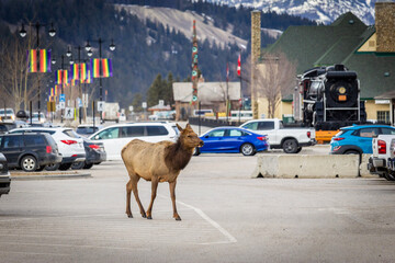 Mule deer in Jasper, AB