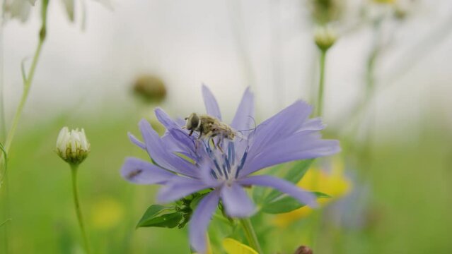 Diligent bumble bee pollinate blue cornflower in lush green meadow - slow motion