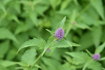 Blue giant-hyssop