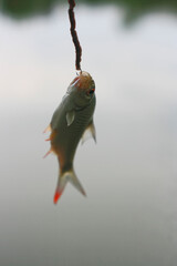 Java barb, Silver barb fish in the hook