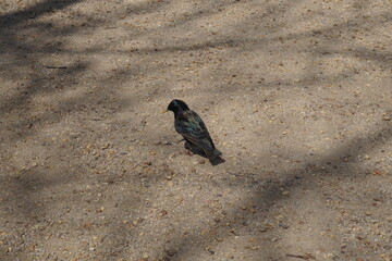 Black European Starling on Sand and Pebble Path in Daylight
