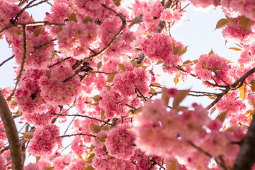 pink cherry blossoms