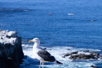 seagull on the beach