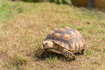 Sulcata tortoise in the grass. Sulcata tortoise in a green field.