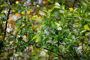 Water drops on leaves after the rain