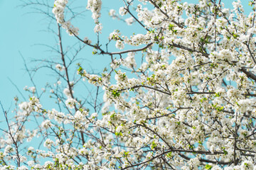 Spring flowers, white spring flowers blooming on the tree branches. Fresh blossom growth. Awake of the nature concept idea.