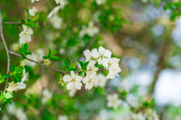 Spring flowers, white spring flowers blooming on the tree branches. Fresh blossom growth. Awake of the nature concept idea.