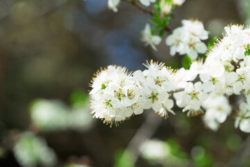Spring flowers, white spring flowers blooming on the tree branches. Fresh blossom growth. Awake of the nature concept idea.