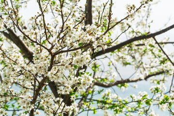 Spring flowers, white spring flowers blooming on the tree branches. Fresh blossom growth. Awake of the nature concept idea.