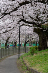 桜並木