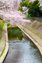 Fototapeta na wymiar 川と桜