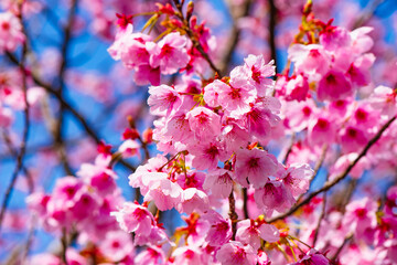 Fototapeta na wymiar 桜つつみ公園の陽光桜