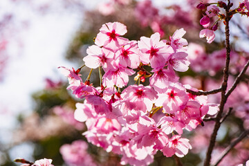 桜つつみ公園の陽光桜
