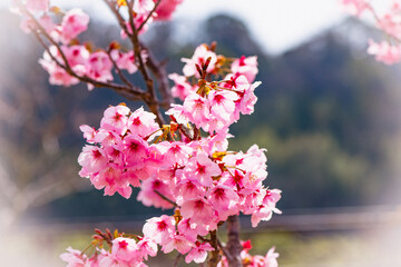 桜つつみ公園の陽光桜