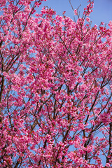桜つつみ公園の陽光桜