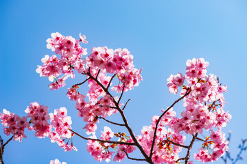 桜つつみ公園の陽光桜