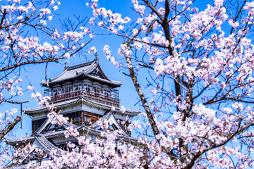桜と広島城天守閣