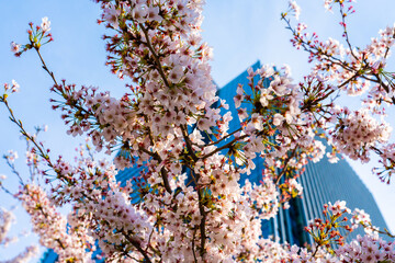 桜とビルと青空