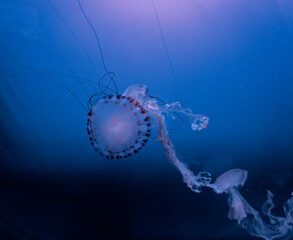 Jelly Fish floating in an acquired, with lighting. 