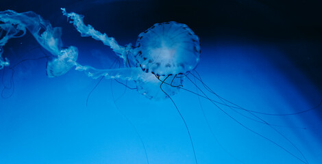 Jelly Fish floating in an acquired, with lighting. 