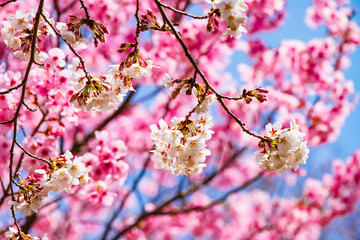 Fototapeta na wymiar 桜つつみ公園のソメイヨシノ