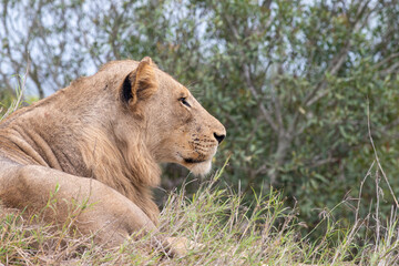 Male lion in South Africa