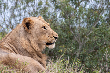Fototapeta na wymiar Male lion in South Africa