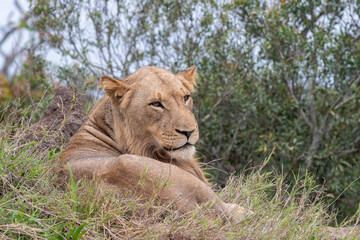 Male lion in South Africa