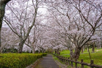 風土記の岡の桜
