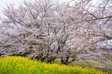 Fototapeta premium 風土記の岡の桜