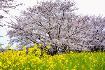Obraz premium 風土記の岡の桜