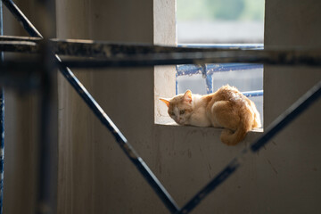 A golden-colored cat perched on an unfinished page.