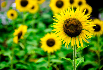 Sunflowers in the garden, full bloom and some bee collect pollen on the flowers