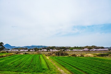 Naklejka premium 桜つつみ公園の桜並木