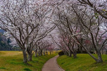 桜つつみ公園の桜並木