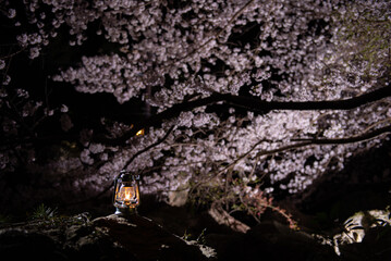 夜桜とオイルランタン
