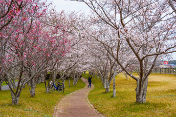 桜つつみ公園の桜並木