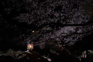 夜桜とオイルランタン
