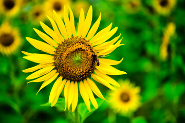 Sunflowers in the garden, full bloom and some bee collect pollen on the flowers