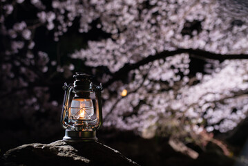 夜桜とオイルランタン