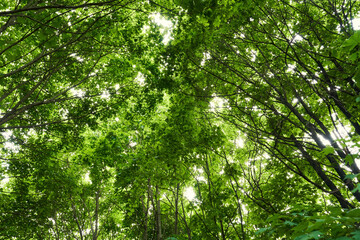 Fototapeta na wymiar The sun shines through the foliage of dense tree crowns. Abstract nature backgrounds