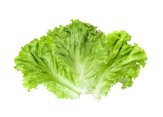 Lettuce leaves isolated on white