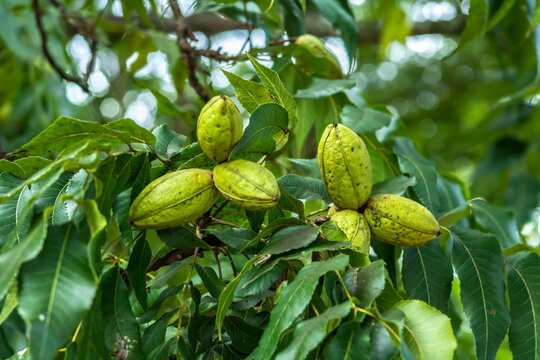 Green pecan nuts growing on tree in Brazil
