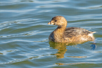 Pied-Billed Grebe