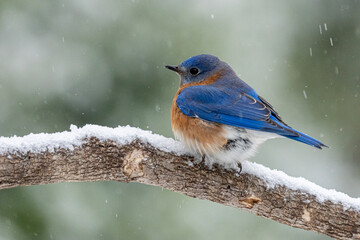Male Bluebird Perched on Snow Covered Tree Branch