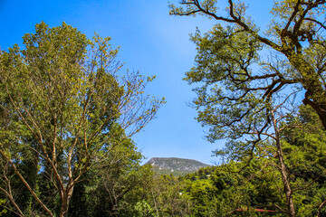 trees in a field with a mountain in the back
