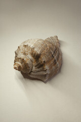 In sunny day, I take a picture a top shell on white paper